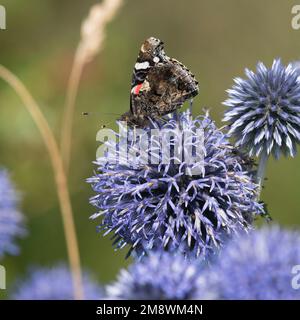 Vue latérale d'un papillon amiral rouge (Vanessa Atalanta) qui se fore sur le globe Thistle (Echinops Bannaticus) avec le dessous de ses ailes visibles Banque D'Images