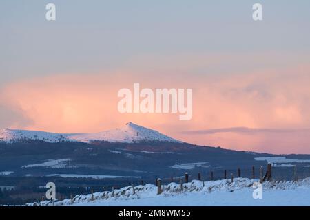 Une longue ligne d'Oies près de l'horizon près de Bennachie dans Aberdeenshire avec Pink fin d'après-midi Sunshine sur le Sommet enneigé, Mither Tap Banque D'Images