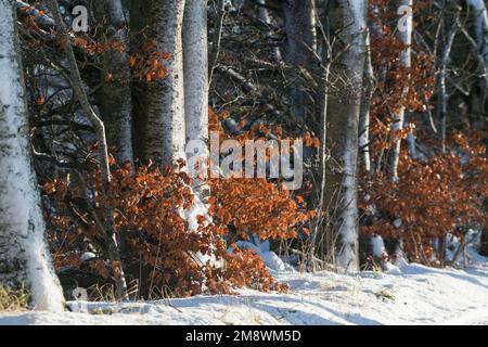 Une ligne d'arbres de Hêtre (Fagus sylvatica) en hiver avec des troncs enneigés et conservant leurs feuilles mortes Banque D'Images