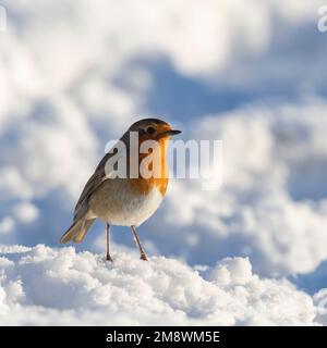 Une vue latérale d'un Robin (erithacus Rubecula) debout sur un monticule ensoleillé de neige Banque D'Images