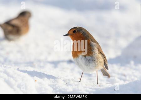 Un Robin (erithacus Rubecula) à la recherche de nourriture sur le sol dans la neige sous un alimenteur en hiver Sunshine Banque D'Images