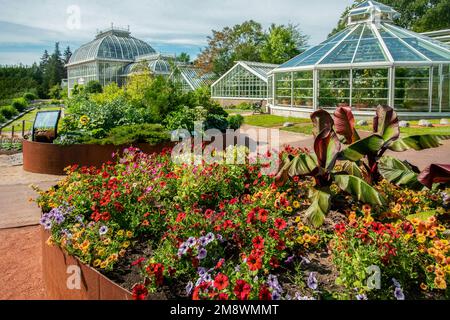 Paysages étonnants dans les jardins botaniques de Kaisaniemi d'Helsinki : pétunias colorés dans le lit de fleurs (en acier Cor-ten) et une belle serre Banque D'Images