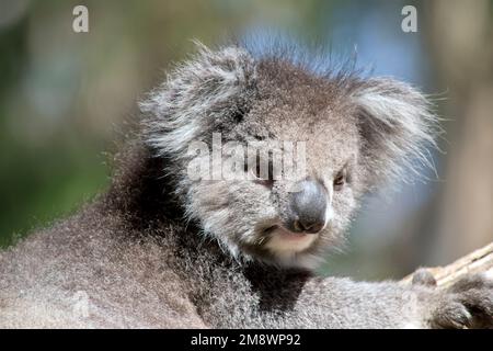 les koala sont généralement de couleur gris-brun avec de la fourrure blanche sur la poitrine, les bras intérieurs, les oreilles et le fond. ils ont une grande tête ronde, de grandes oreilles de fourrure et de grandes Banque D'Images