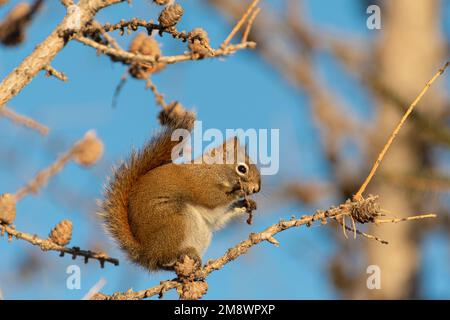 Un écureuil roux américain, Tamiasciurus hudsonicus, se nourrissant alors qu'il perchait une branche dans une forêt du centre de l'Alberta, au Canada. Banque D'Images