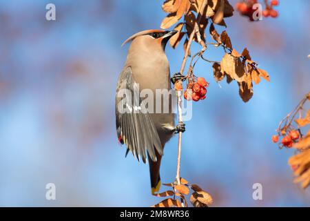 Bombycilla garrulus, une aile à cire de Bohême, accrochée à une branche de cendres de montagne qui se nourrit de baies dans une forêt du centre de l'Alberta, au Canada. Banque D'Images