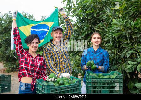 Souriants fermiers drapeau du Brésil dans la plantation d'avocats Banque D'Images