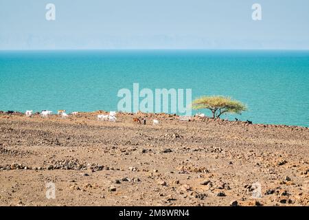 Vue panoramique sur le lac Turkana depuis Loiyangalani dans le comté de Turkana Banque D'Images