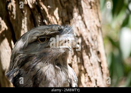 La grenouille Tawny est gris argenté, légèrement plus pâle en dessous, striée et marbrée de noir et de rufous. L'œil est jaune dans les deux formes, et le large, h Banque D'Images