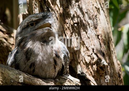 La grenouille Tawny est gris argenté, légèrement plus pâle en dessous, striée et marbrée de noir et de rufous. L'œil est jaune dans les deux formes, et le large, h Banque D'Images