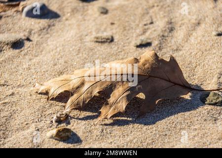 Gros plan de feuilles de chêne tombées sur une plage de sable avec coquillages en fin d'après-midi. Banque D'Images