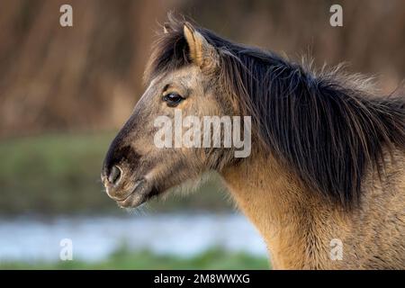 Konik Pony Equus ferus cabalus largement utilisé pour la conservation du pâturage dans une réserve naturelle du nord-ouest de Norfolk, Royaume-Uni Banque D'Images