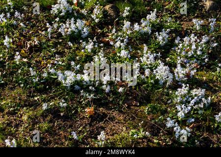 Weiße Mischtschenko Blaustern Blüten (Scilla mischtschenkoana) auf einer Wiese Banque D'Images