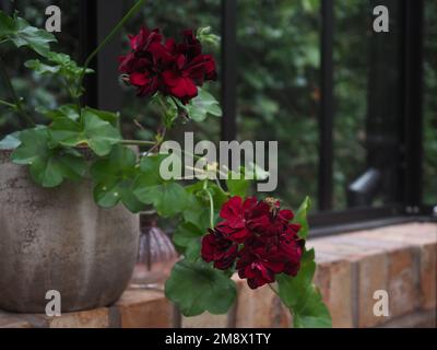 Gros plan de fleurs de géranium traînant rouge foncé / cramoisi (Pelargonium peltatum) dans un pot dans une serre traditionnelle (aspect paysage) Banque D'Images