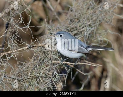 Gnatcatcher bleu-gris (Polioptila caerulea), parc national de Brazos Bend, Texas, États-Unis. Banque D'Images