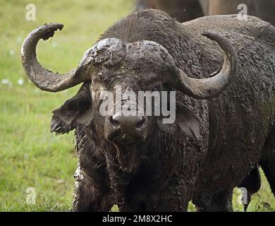 Puissant taureau boueux à un œil dominant Cape Buffalo (Syncerus caffer) en regardant l'objectif de la caméra dans les conservations de Masai Mara, Kenya, Afrique Banque D'Images
