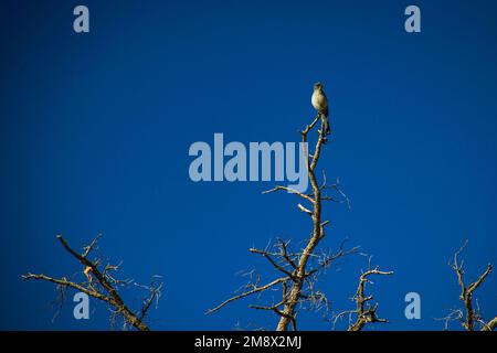 Observation des oiseaux dans la région de Sedona en Arizona, États-Unis. (2011) Banque D'Images