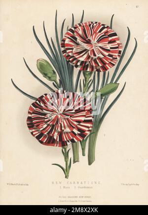 Nouvelles variétés d'œillets. Mars 1, un écarlate bizarre soulevé du capitaine Stott de Jackson par M. Hextall. Guardsman 2, un autre scarlet bizarre. Dianthus caryophyllus hybride. Illustration botanique de couleur main dessinée et lithographiée par Worthington George Smith de Henry Honywood Dombrain's Floral Magazine, New Series, Volume 2, L. Reeve, Londres, 1873. Lithographie imprimée par Vincent Brooks, Day & son. Banque D'Images