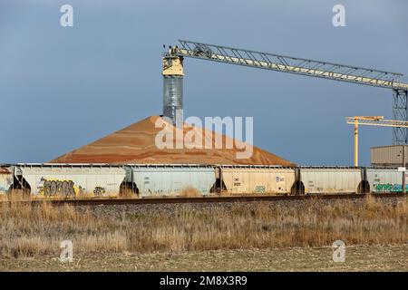 Récolte de céréales Milo 'sorgho vulgare' stockée dans les élévateurs, le convoyeur à courroie, les wagons-trémies en attente de transport, Kansas. Banque D'Images