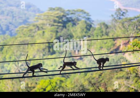 Des singes marchent sur les fils au Sri Lanka Banque D'Images