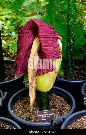 Un Titan Arum également connu sous le nom de fleur de cadavre en déclin après une floraison rare en janvier 2023 dans les jardins botaniques d'Adélaïde en Australie. Banque D'Images