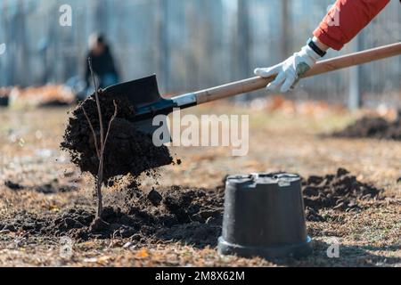 gros plan des mains de volontaires en gants plantant un nouvel arbre avec une pelle en ville Banque D'Images