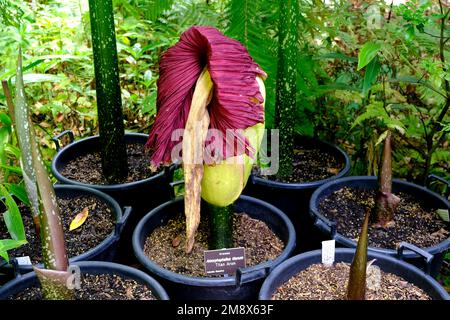 Un Titan Arum également connu sous le nom de fleur de cadavre en déclin après une floraison rare en janvier 2023 dans les jardins botaniques d'Adélaïde en Australie. Banque D'Images