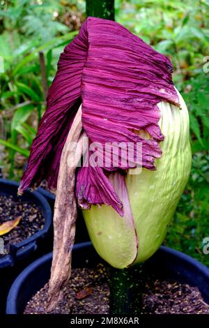 Un Titan Arum également connu sous le nom de fleur de cadavre en déclin après une floraison rare en janvier 2023 dans les jardins botaniques d'Adélaïde en Australie. Banque D'Images