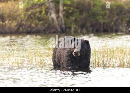 Un ours noir se rafraîchit dans un lac de la Saskatchewan, au Canada. Banque D'Images