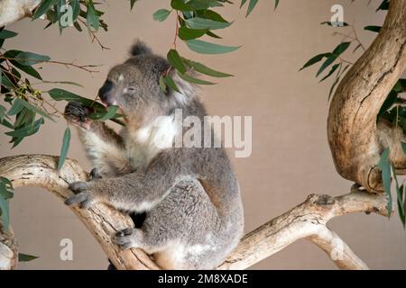 c'est une vue latérale d'un koala manger des feuilles Banque D'Images