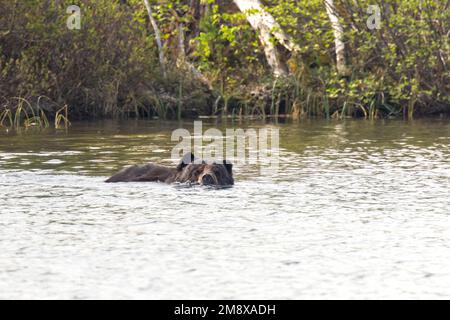 Un ours noir se rafraîchit dans un lac de la Saskatchewan, au Canada. Banque D'Images