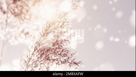 Roseaux secs dans le vent et la neige, hiver nature fond, pampas herbe, lumière du soleil, chute de neige, copier l'espace Banque D'Images