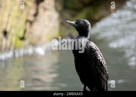 le petit cormoran noir est perché sur le bord de la jetée Banque D'Images