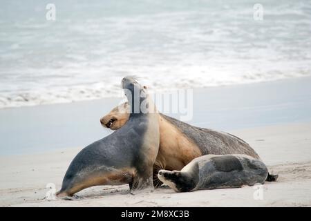 les deux petits lions de mer se battent sur la plage Banque D'Images