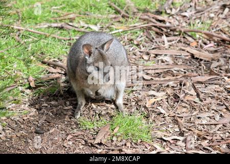 le wallaby de la grammaire est debout sur ses pattes arrière Banque D'Images