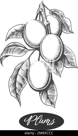 Gravure de branche de prune Illustration de Vecteur