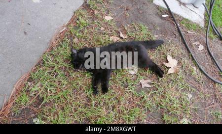 Los Angeles, Californie, États-Unis 11th janvier 2023 Un chat noir mort sur le côté de la route sur 11 janvier 2023 à Los Angeles, Californie, États-Unis. Photo par Barry King/Alay stock photo Banque D'Images