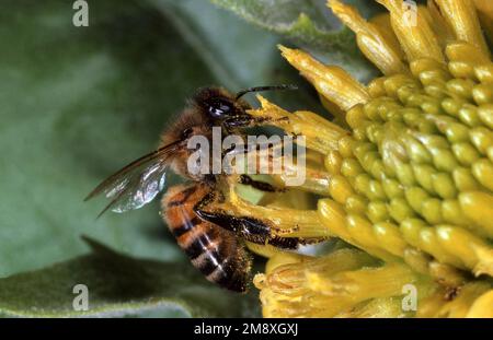 ABEILLE SUR FLEUR LADY PEINTE PAR L'AMÉRIQUE Banque D'Images