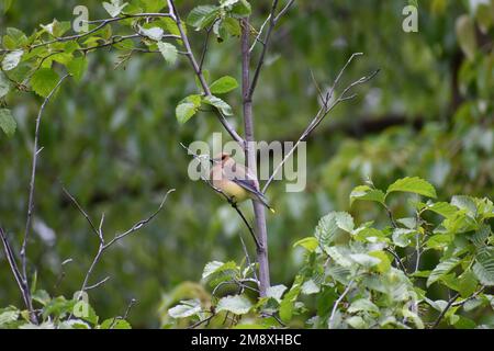 Cèdre Waxwing perché sur un arbre avec fond vert de forêt. Banque D'Images