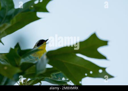 La gorge jaune commune (Geothlyphes trichas) tourte à travers les feuilles à Manorville, comté de Suffolk, New York Banque D'Images