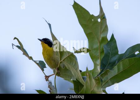 La gorge jaune commune (Geothlyphes trichas) tourte à travers les feuilles à Manorville, comté de Suffolk, New York Banque D'Images