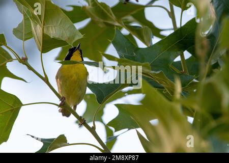 La gorge jaune commune (Geothlyphes trichas) tourte à travers les feuilles à Manorville, comté de Suffolk, New York Banque D'Images