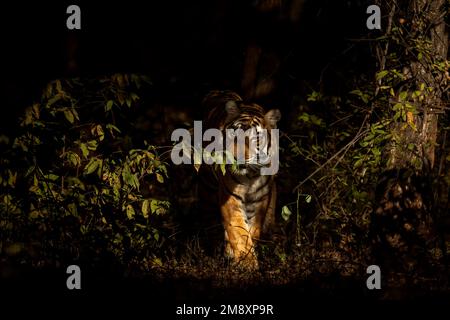 Tigre du Bengale sauvage émergeant de la forêt sombre ombragée dans le parc national de Ranthambhore Banque D'Images