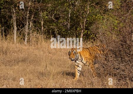 Tigre sauvage émergeant de derrière les forêts sèches vers une prairie dans le parc national de Ranthambore en Inde Banque D'Images