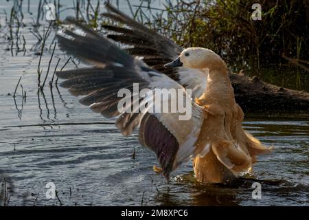 Un Shelduck à la dérive (Tadorna ferruginea) qui fait des ailes en train de s'envoler tout en prenant un bain dans un lac du parc national de Ranthambore Banque D'Images