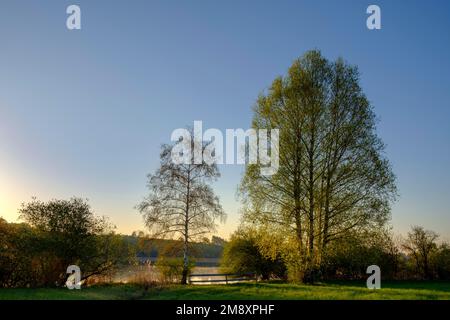 Soleil matinal au lac de Taching, près de Tching, Rupertiwinkel, Chiemgau, haute-Bavière, Bavière, Allemagne Banque D'Images