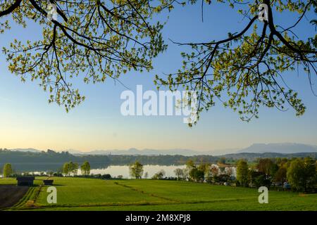 Soleil matinal au lac de Taching, près de Tching, Rupertiwinkel, Chiemgau, haute-Bavière, Bavière, Allemagne Banque D'Images