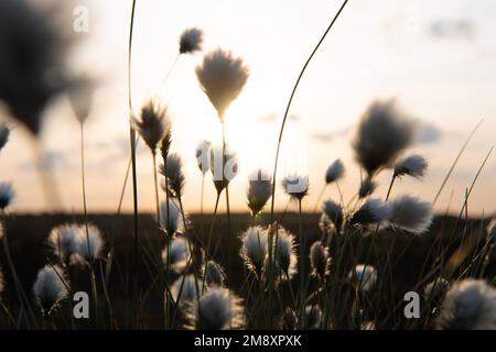 Coton de queue de lièvre (Eriophorum vaginatum), têtes de graines dans la belle lumière du matin, réserve naturelle d'Uchter Moor, Basse-Saxe, Allemagne Banque D'Images