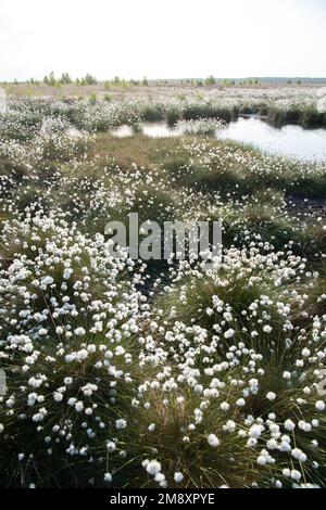 Le coton de queue de lièvre (Eriophorum vaginatum), grand peuplement de têtes de graines au bord d'une tourbière, réserve naturelle d'Uchter Moor, Basse-Saxe, Allemagne Banque D'Images