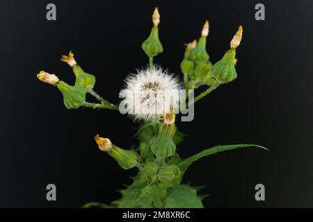 Gros plan d'une plante (Sonchus oleraceus) L. à tous les stades de la floraison isolée sur fond noir Banque D'Images