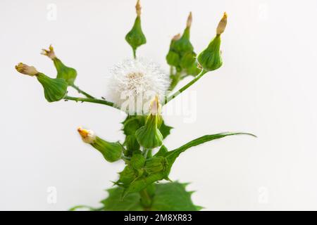 Gros plan d'une plante (Sonchus oleraceus) L. à tous les stades de la floraison isolée sur fond blanc Banque D'Images